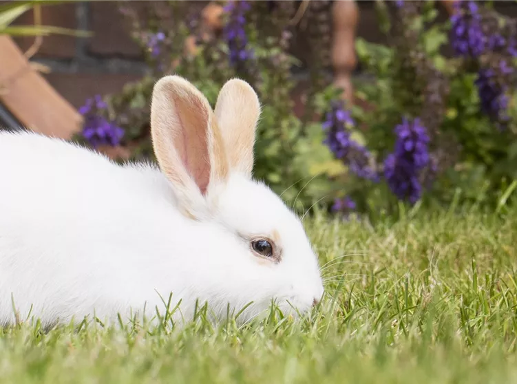 Kaninchen im Garten