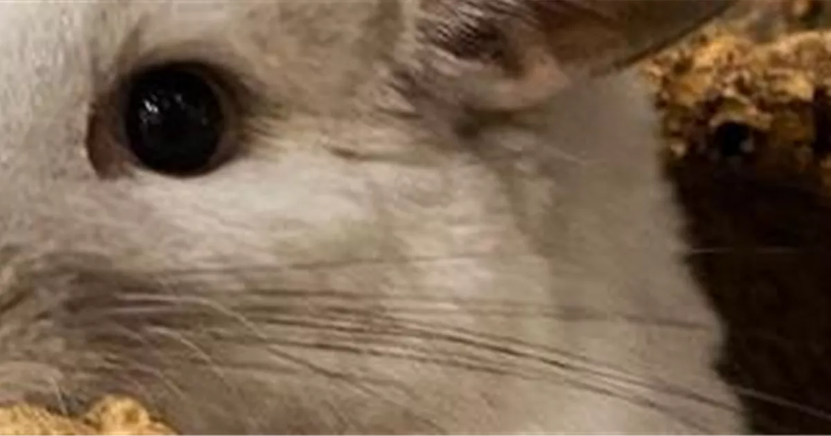 Steckbrief Chinchilla Zoo Burkart GmbH