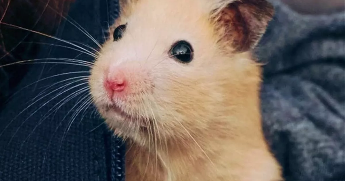 Steckbrief - Hamster - Zoo Burkart GmbH