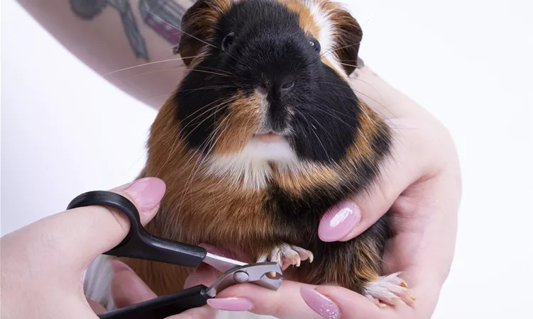 Wie Oft Muss Man Meerschweinchen Die Krallen Schneiden Service rund um Euer Tier