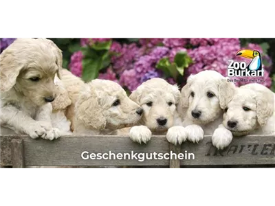 Online Gutschein Hund Online Gutschein Hund