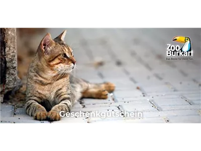 Online Gutschein Katze Online Gutschein Katze