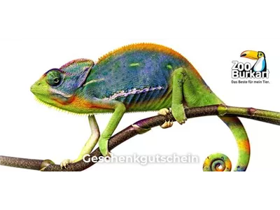 Online Gutschein Terraristik Online Gutschein Terraristik