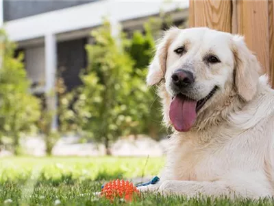 Alle wichtigen Tierfeiertage im Überblick Alle wichtigen Tierfeiertage im Überblick