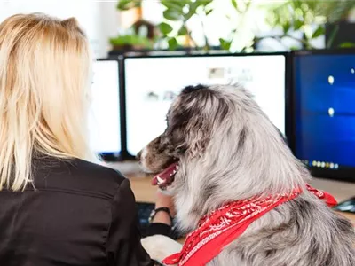 Warum der Nimm-deinen-Hund-mit-zur-Arbeit-Tag gut ist Warum der Nimm-deinen-Hund-mit-zur-Arbeit-Tag gut ist