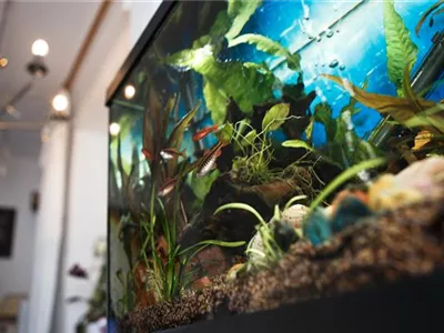 Aquarienreinigung: Worauf zu achten ist