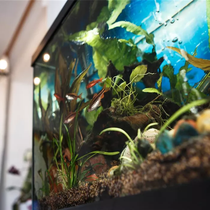 Aquarienreinigung: Worauf zu achten ist Aquarienreinigung: Worauf zu achten ist