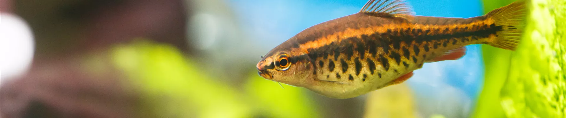 GS533965.jpg GS533965.jpg