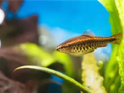 Aquariumpflege im Urlaub: Die Fische allein zu Hause