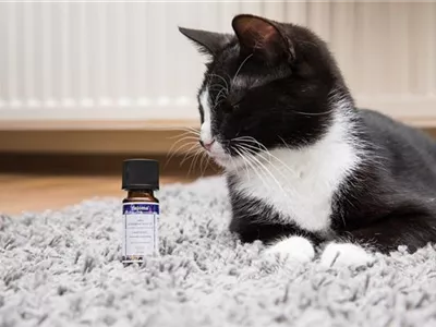 Aromatherapie bei Hund und Katze - Lavendel zur Beruhigung Aromatherapie bei Hund und Katze - Lavendel zur Beruhigung