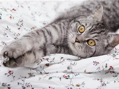 Internationaler Katzentag – Eine Ode an die Stubentiger Internationaler Katzentag – Eine Ode an die Stubentiger