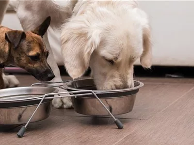 Barfen für Hunde und Katzen Barfen für Hunde und Katzen