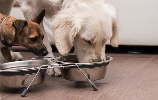 Barfen für Hunde und Katzen Barfen für Hunde und Katzen