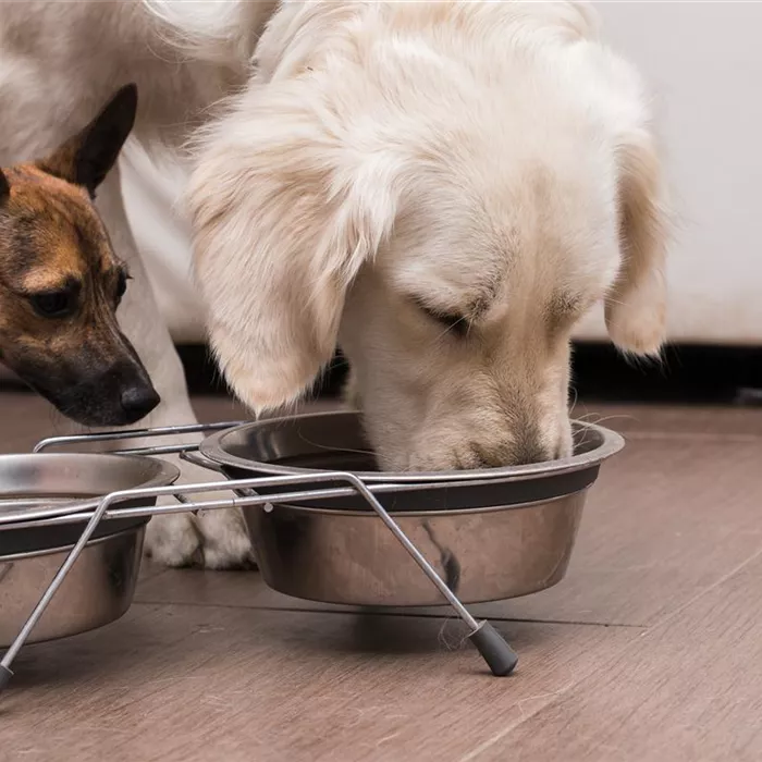 Barfen für Hunde und Katzen