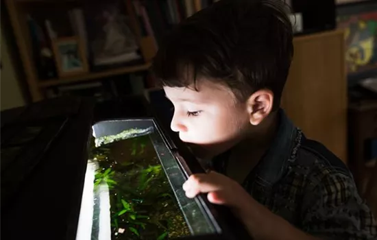 Das Kinder-Aquarium: Tipps für Eltern Das Kinder-Aquarium: Tipps für Eltern
