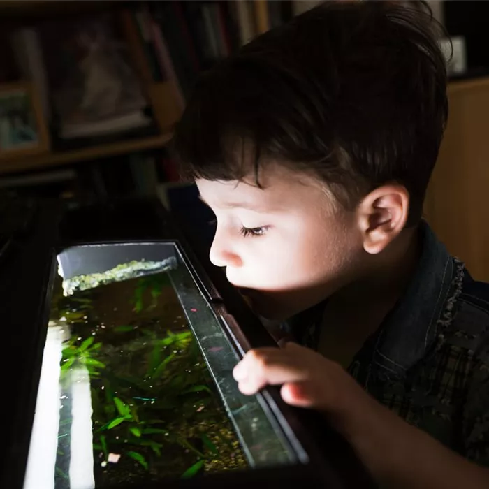 Das Kinder-Aquarium: Tipps für Eltern Das Kinder-Aquarium: Tipps für Eltern