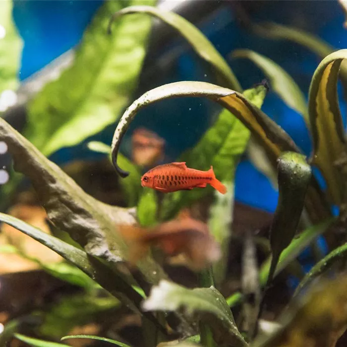 Das Nano-Aquarium – Unterwasserwelt im Miniaturformat Das Nano-Aquarium – Unterwasserwelt im Miniaturformat