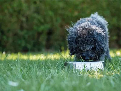 Das richtige Welpenfutter finden Das richtige Welpenfutter finden