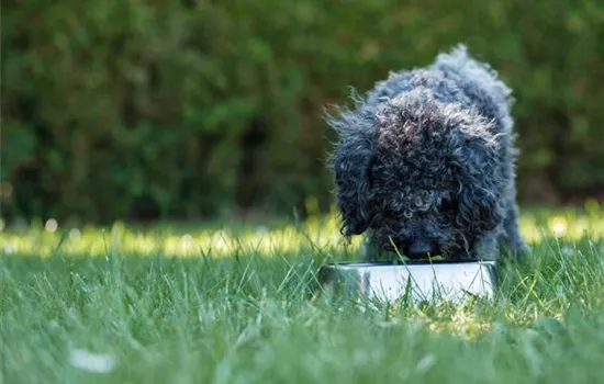 Das richtige Welpenfutter finden Das richtige Welpenfutter finden