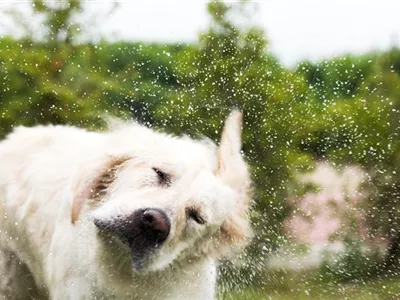 Den Hund im Sommer kühlen: Tipps & Tricks Den Hund im Sommer kühlen: Tipps & Tricks