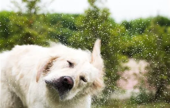 Den Hund im Sommer kühlen: Tipps & Tricks Den Hund im Sommer kühlen: Tipps & Tricks