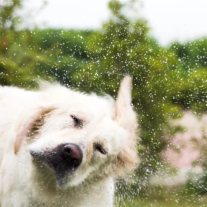 Den Hund im Sommer kühlen: Tipps & Tricks