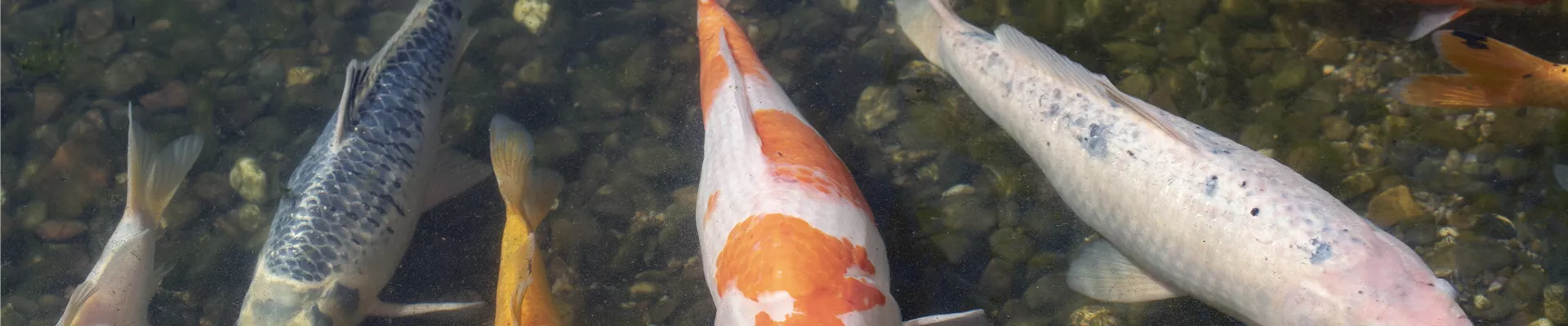 GS602045.jpg GS602045.jpg