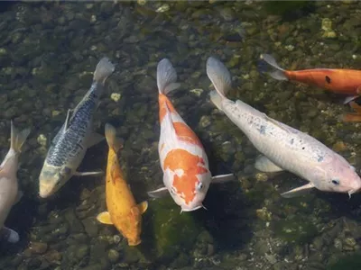 Wenn Fische krank werden - Fischkrankheiten erkennen Wenn Fische krank werden - Fischkrankheiten erkennen