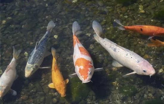 Der Koi – ein Juwel im Gartenteich Der Koi – ein Juwel im Gartenteich