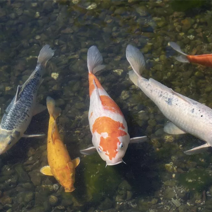 Wenn Fische krank werden - Fischkrankheiten erkennen Wenn Fische krank werden - Fischkrankheiten erkennen