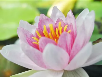 Der Miniteich: Gartenteich im Kleinformat Der Miniteich: Gartenteich im Kleinformat