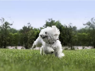 Der Welpe im neuen Zuhause: Gewöhnung und Erziehung Der Welpe im neuen Zuhause: Gewöhnung und Erziehung