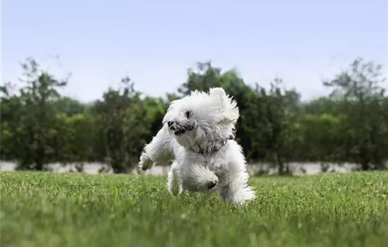 Der Welpe im neuen Zuhause: Gewöhnung und Erziehung Der Welpe im neuen Zuhause: Gewöhnung und Erziehung