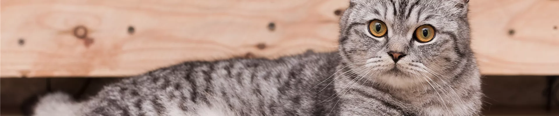 GS584347.jpg GS584347.jpg