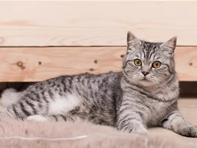 Die Wirkung von Katzenminze, Baldrian und Katzengras Die Wirkung von Katzenminze, Baldrian und Katzengras