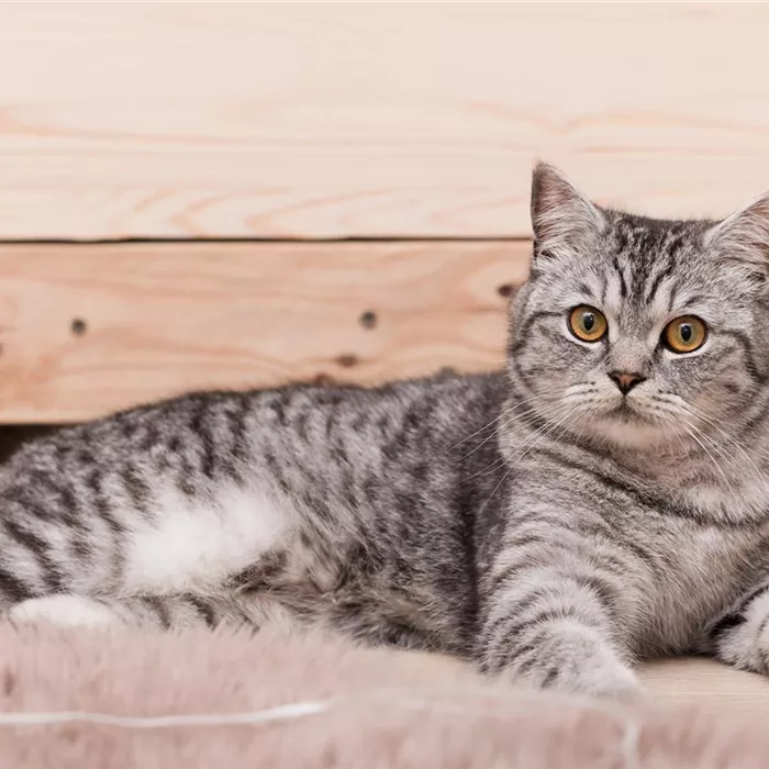 Die Wirkung von Katzenminze, Baldrian und Katzengras Die Wirkung von Katzenminze, Baldrian und Katzengras