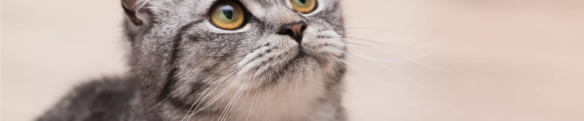 GS584320.jpg GS584320.jpg