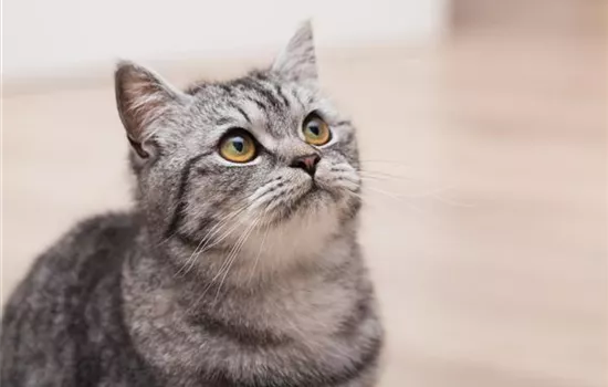 Die Wohnung katzensicher machen Die Wohnung katzensicher machen