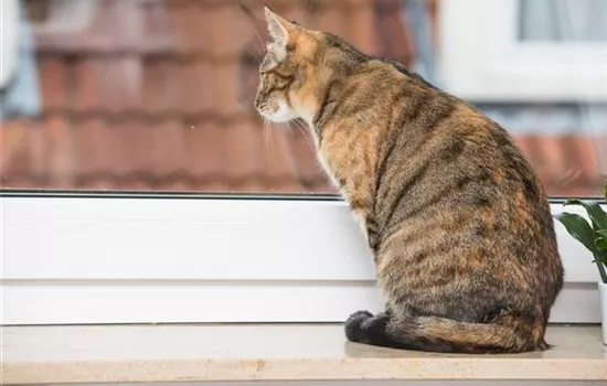 Wenn die Mieze raus will: Katzenschutznetze und Fensterschutz