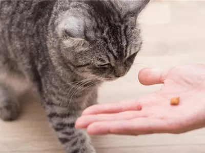 Do it yourself – Eine Futterbar für Katzen selber bauen Do it yourself – Eine Futterbar für Katzen selber bauen