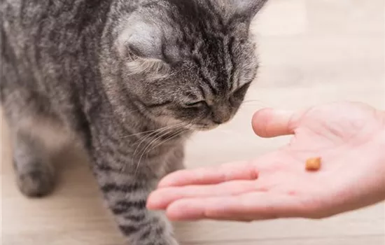 Do it yourself – Eine Futterbar für Katzen selber bauen