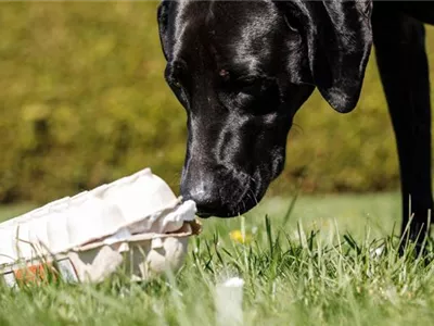 Do it yourself – Intelligenzspielzeug für Hunde selber basteln Do it yourself – Intelligenzspielzeug für Hunde selber basteln