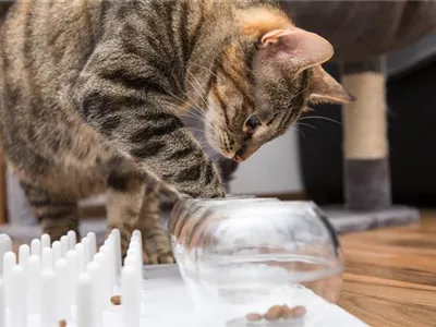 Do it yourself – Intelligenzspielzeug für Katzen selber basteln Do it yourself – Intelligenzspielzeug für Katzen selber basteln