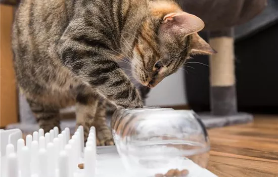 Do it yourself – Intelligenzspielzeug für Katzen selber basteln Do it yourself – Intelligenzspielzeug für Katzen selber basteln