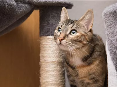 Do it yourself – Katzenmöbel selber bauen Do it yourself – Katzenmöbel selber bauen