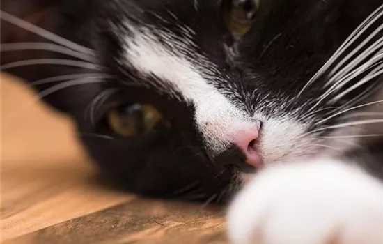 Ein entspanntes Katzenleben mit Feliway