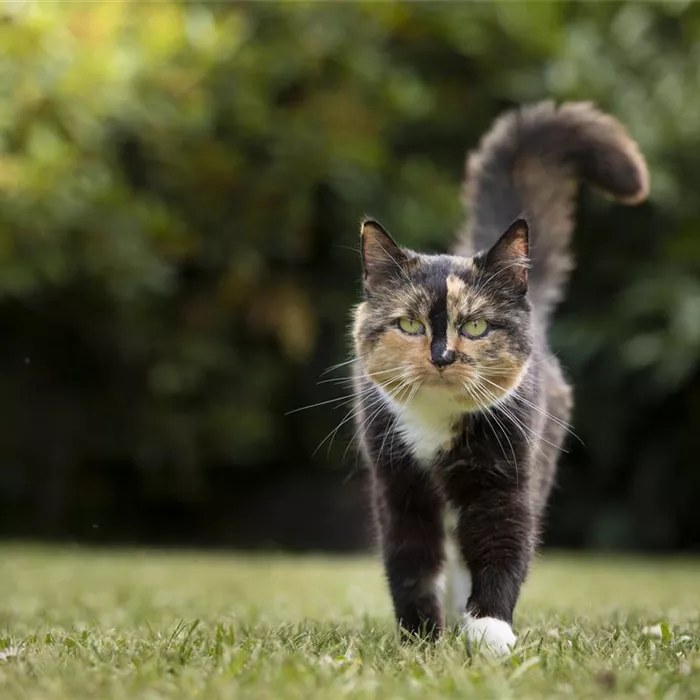 Freigänger-Katzen im Frühling: Vorbereitung und Schutz Freigänger-Katzen im Frühling: Vorbereitung und Schutz