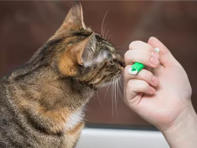 Eine Zecke richtig und effektiv entfernen Eine Zecke richtig und effektiv entfernen