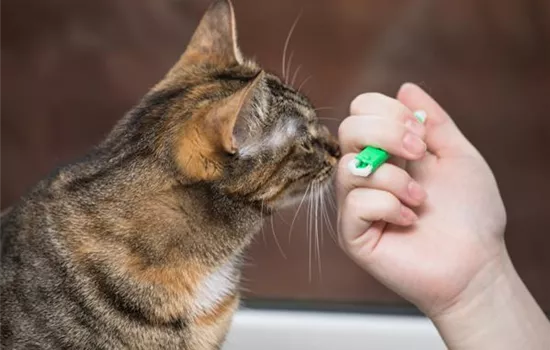 Eine Zecke richtig und effektiv entfernen Eine Zecke richtig und effektiv entfernen