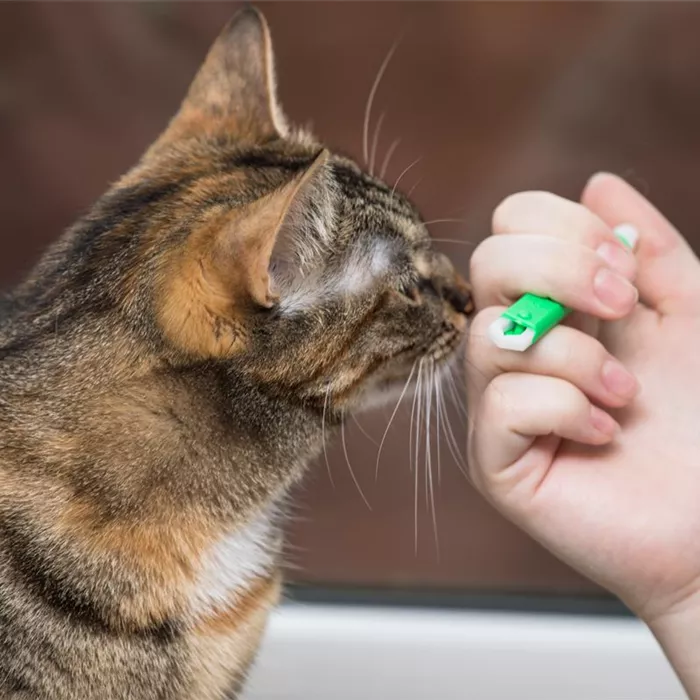 Eine Zecke richtig und effektiv entfernen Eine Zecke richtig und effektiv entfernen